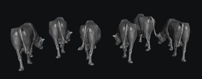 SWF001 Red Devon Cows Grazing x 6